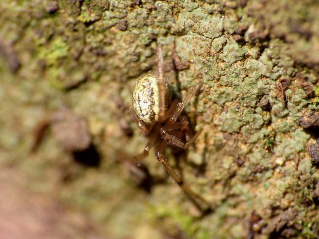 Enoplognatha sp. - Tolfa (RM)